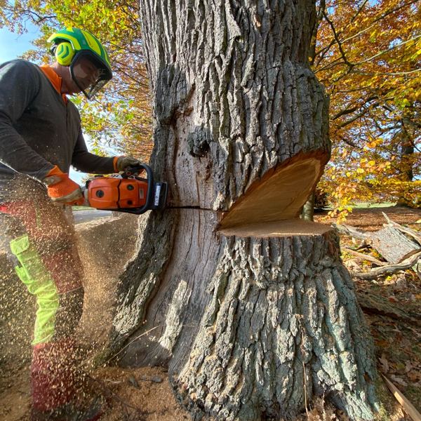 Eichenfällung mit Stihl-Motorsäge im Wendland, herbstliches Laub