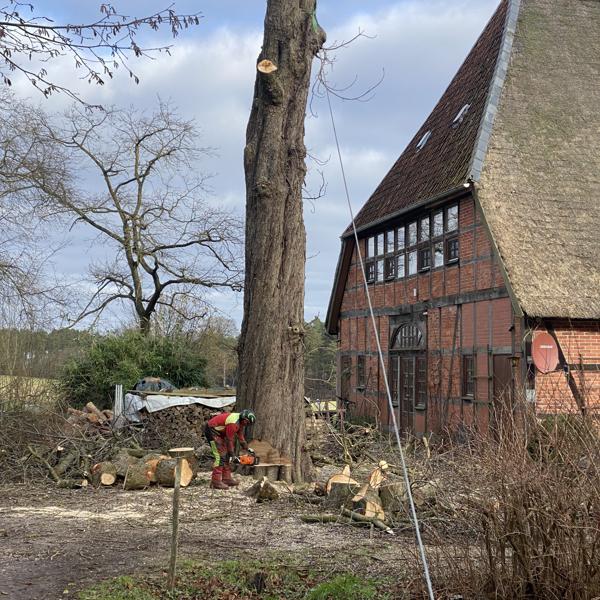 Problemfällung einer Kastanie am Fachwerkhaus mit Reetdach im Wendland